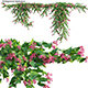 Antigonon leptopus - Coral Vine - Pink Vine - 3DOcean Item for Sale