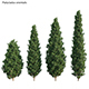 Platycladus orientalis - Biota orientalis - Thuja orientalis 01 - 3DOcean Item for Sale