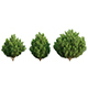 Platycladus orientalis - Biota orientalis - Thuja orientalis 02 - 3DOcean Item for Sale