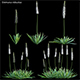 Eremurus robustus - Foxtail Lily - 3DOcean Item for Sale