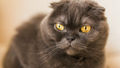 Banner gray cat with yellow eyes Scottish Fold breed lies at home, copy space - PhotoDune Item for Sale