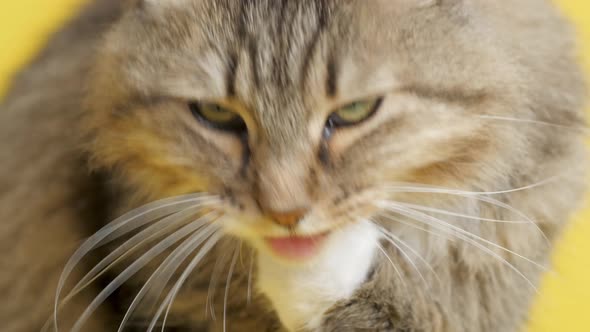 cute cat licking paw on studio background, fluffy Siberian cat, concept of pets,