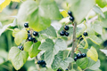 Black currant leaves and berries, Ribes nigrum. - PhotoDune Item for Sale