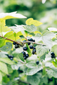 Ripe black currant in a garden on a green background - PhotoDune Item for Sale