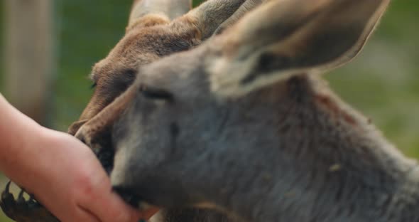 Little eastern grey kangaroos eating from a person's hand, close up, BMPCC 4K