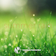 Summer Rain