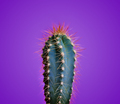 Trendy neon cactus closeup over bright purple pastel background. - PhotoDune Item for Sale