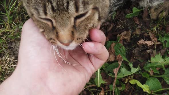 Domestic gray cat being pet by human hand. Tender love given to beautiful cat