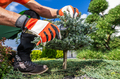Gardener Pruning Decorative Garden Trees - PhotoDune Item for Sale