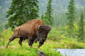 Big bison in the National Park on the shore of a lake - PhotoDune Item for Sale