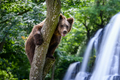 Wild Brown Bear (Ursus Arctos) in the forest on waterfall background. Animal in natural habitat - PhotoDune Item for Sale