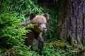 Brown bear cub in the forest with pine branch. Wild animal in the nature habitat - PhotoDune Item for Sale