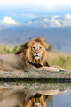 Lion on Kilimanjaro mount background in National park of Kenya, Africa - PhotoDune Item for Sale