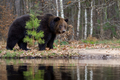 Wild Brown Bear (Ursus Arctos) in the forest on the bank of a river. Animal in natural habitat - PhotoDune Item for Sale