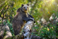 Wild Brown Bear (Ursus Arctos) in the forest. Animal in natural habitat. Wildlife scene - PhotoDune Item for Sale