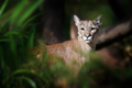 Cougar, mountain lion, puma on dark background - PhotoDune Item for Sale
