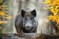 Male Wild boar in autumn forest. Wildlife scene from nature - PhotoDune Item for Sale
