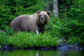 Wild Brown Bear (Ursus Arctos) in the forest on the bank of a river. Animal in natural habitat - PhotoDune Item for Sale