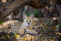 Close young serval cat (Felis serval) - PhotoDune Item for Sale