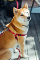 Shiba inu dog waiting for its owner in a pets friendly cafe. - PhotoDune Item for Sale