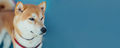 Portrait of young Japanese dog shiba inu on blue background. Pets concept Banner - PhotoDune Item for Sale