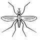 Mosquito