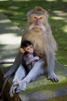  the crab-eating macaque,  the cynomolgus monkey and the Philippine monkey, photographed at the Bukit Sari Temple in the Holy Monkey Forest of Sangeh in Bali.