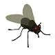 Fly