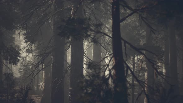 Black Tree Trunk in a Dark Pine Tree Forest