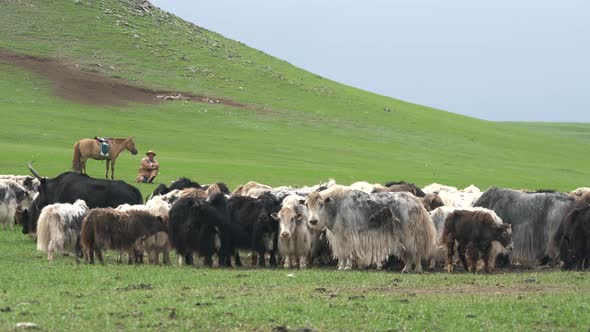 Shepherd with Horse Around The Herd of Yak Flock in Mongolia