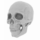 Skull Polygon Mesh - 3DOcean Item for Sale