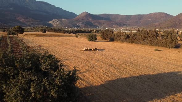 Flock of Sheep in a Field