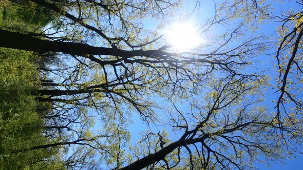 Vertical Video of the Forest in the Spring on a Sunny Day