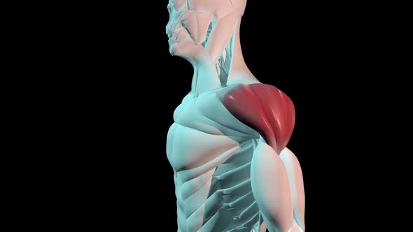 Deltoid Muscles Anatomical Position On Human Body