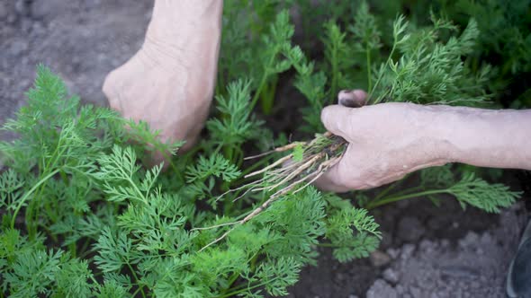 Top View of Senior Hands Thin Out Carrot Seedlings