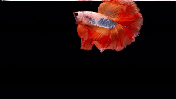 Slow motion of Siamese fighting fish (Betta splendens), well known name is Plakat Thai alt