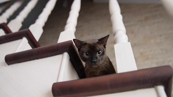 Cute cat sitting on wooden deck stairs at home