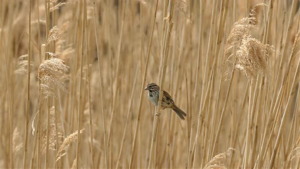 Small Lincoln's sparrow take off from dry high grass, Nature Landscape - Toronto