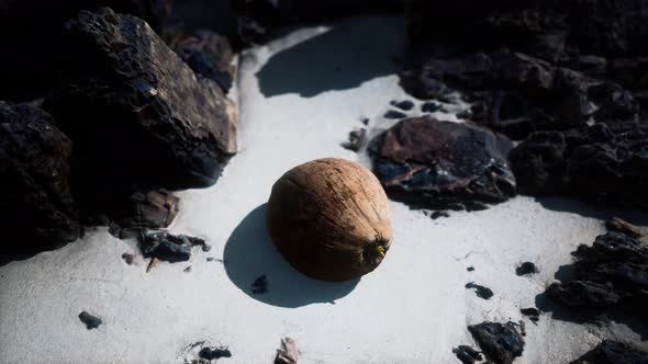 Brown Coconut on the Beach Sand