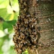 A swarm of bees on a tree branch - VideoHive Item for Sale