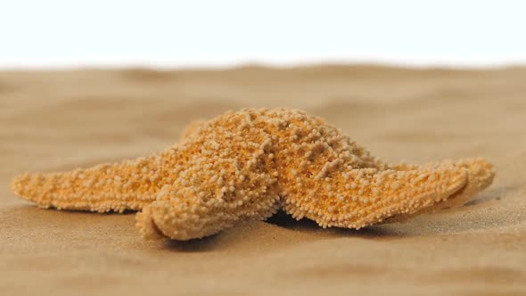 Sea Star or Starfish on the Beach, White, Rotation, Closeup