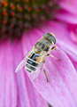 Common drone fly resting on pink flower - PhotoDune Item for Sale