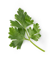 parsley - PhotoDune Item for Sale