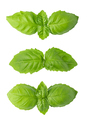 Fresh green basil leaves - PhotoDune Item for Sale