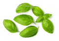 Fresh green basil leaves - PhotoDune Item for Sale