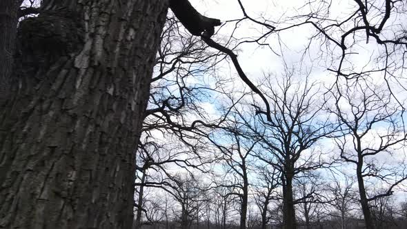 Aerial View of a Forest Without Leaves Slow Motion