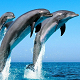 Dolphin Sounds