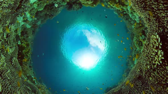 Coral Reef with Fish Underwater