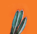 Green cactus closeup over bright orange pastel background.  - PhotoDune Item for Sale