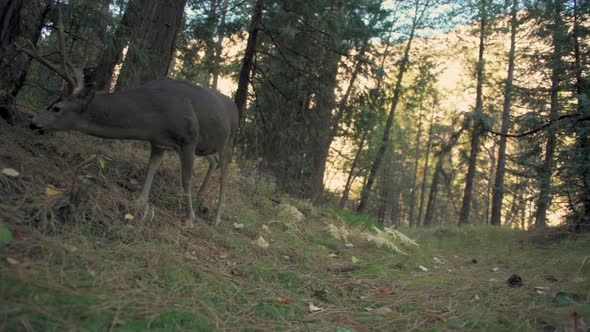 Deer grazing